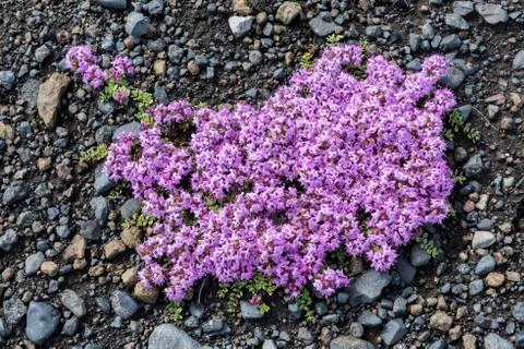 Flower of Thymus Praecox Stock Photos