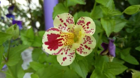 Flower tiger mimulus, background, wallpaper Stock Photos