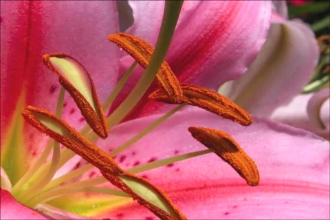 Flower Time DV 動画素材 362754