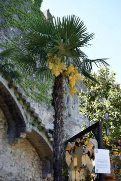 Flower time in Girona Stock Photos