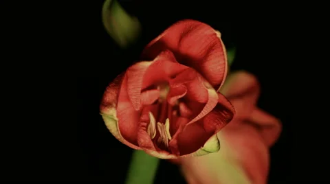 Flower Time-Lapse - Amaryllis Multi Angles - 25FPS PAL Video stock 47472794