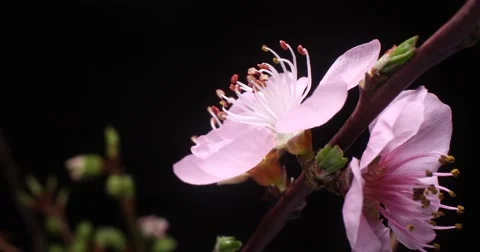 Flower Time lapse of the botanical cherry blossom flower blooming Stock Footage 68011586