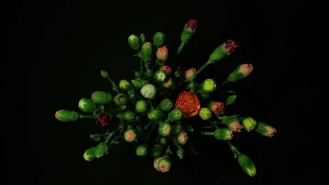 Flower Time-Lapse - Colorful Explosion of Spray Carnations - 29,97FPS NTSC Video stock 75691812