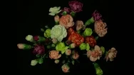Flower Time-Lapse - Colorful Explosion Of Spray Carnations - 25Fps Pal Stock Footage