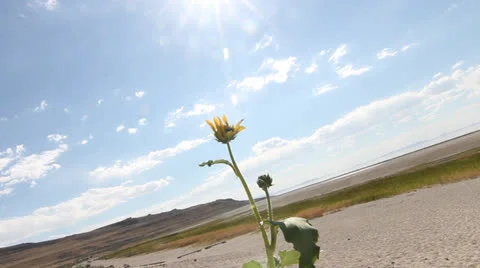 Flower time lapse Stock Footage 27064625