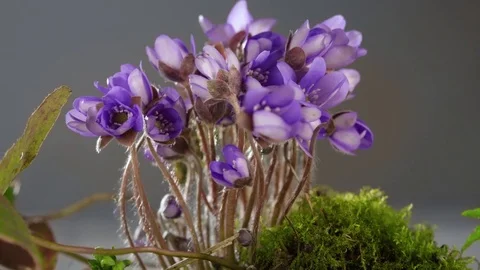 Flower time lapse Stock Footage 74064175