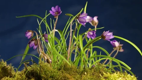 Flower time lapse 動画素材 74064229