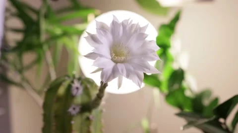 Flower time lapse Stock Footage