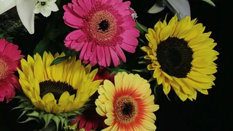 Flower Time-Lapse - Gerberas and Sunflowers in Bouquet - 29,97FPS NTSC Video stock 81756428