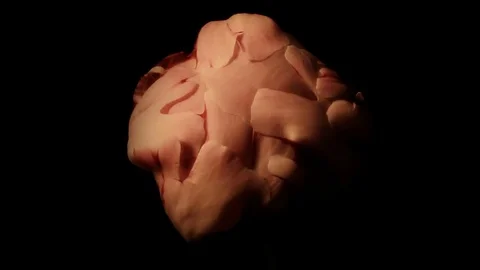 Flower Time-lapse - High Speed Life Cycle Peony - 25FPS PAL Stock Footage 70398423