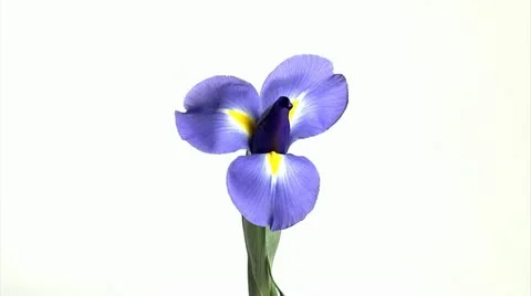 Flower Time Lapse Iris Stock Footage 11138543