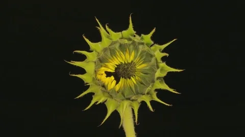 Flower Time-Lapse - Life and Death of a Sunflower - 29,97FPS NTSC Stock Footage