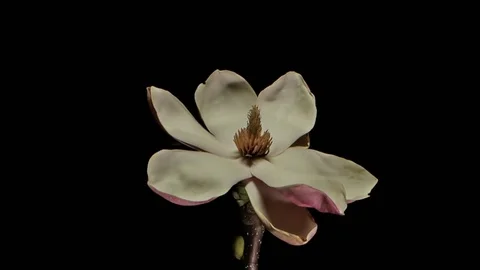 Flower Time-Lapse - Life and Death of a Magnolia - 25FPS PAL Stock Footage