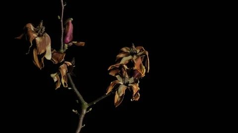 Flower Time-Lapse - Magnolia Flowers Bloom and Die on a Branch - 29,97FPS NTSC Stock Footage