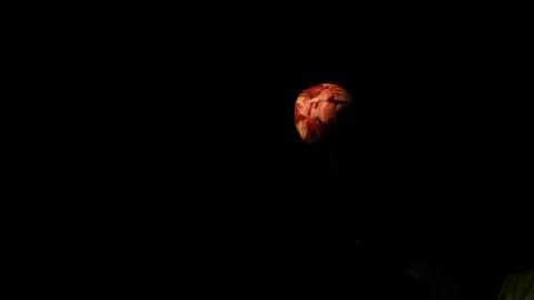Flower Time-lapse - Opening Peony Background - 25FPS PAL Stock Footage 70383098