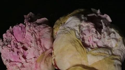 Flower Time-Lapse - Pair of Peonies Dying Young - 25FPS PAL Video stock 77462798