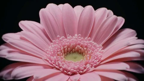 Flower Time-Lapse - Pink Gerbera Dying Like a Dandelion - 60FPS Stock Footage 84848963