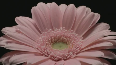 Flower Time-Lapse - Pink Gerbera Dying Like Dandelion - UNGRADED - 29,97FPS NTSC Stock Footage 84851780