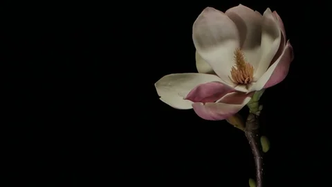 Flower Time-Lapse - Slowly Moving Magnolia Flower Background - 25FPS PAL Stock Footage