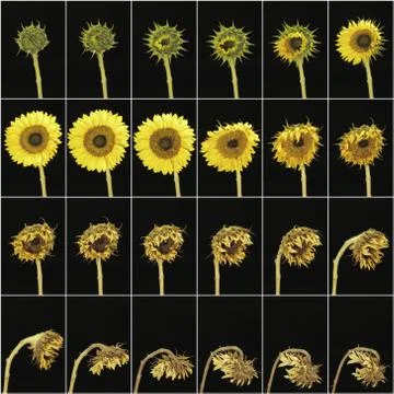 Flower Time-Lapse - Sunflower - Development Growth Phases Life Stages - Collage Stock Photos