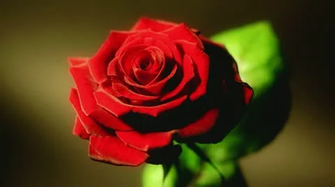 Flower Time-Lapse - Valentine's Day Growing Love Red Rose - 25FPS PAL Stock Footage