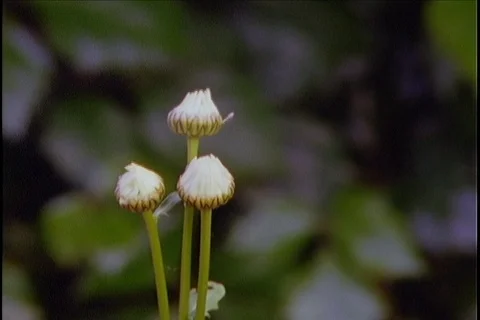 Flower timelapse 3 daisies bloom Video stock 121599079
