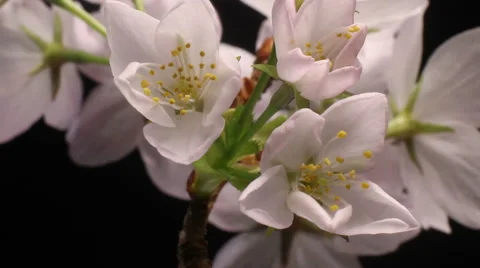 Flower timelapse of Cherry flowers blossom bud growing time lapse Stock Footage