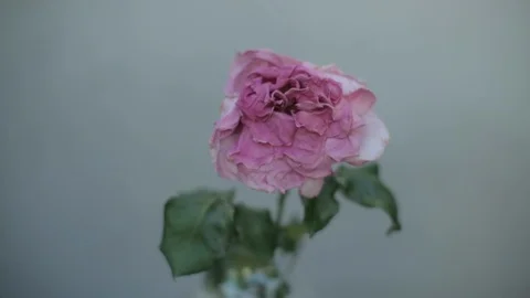 Flower Timelapse Stock Footage