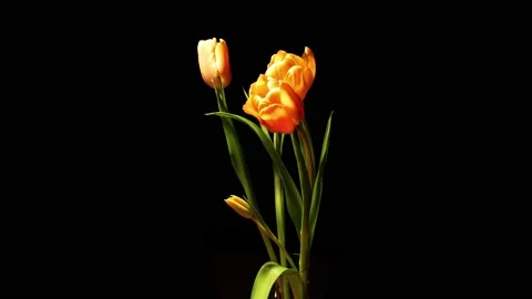 Flower timelapse Stock Footage 140823084