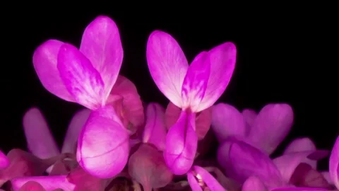 Flower timelapse love shape together Stock Footage 274683482