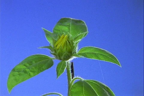 Flower timelapse small sunflower opening Stock Footage 121690601