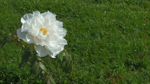 Flower For Titles Video stock 715610