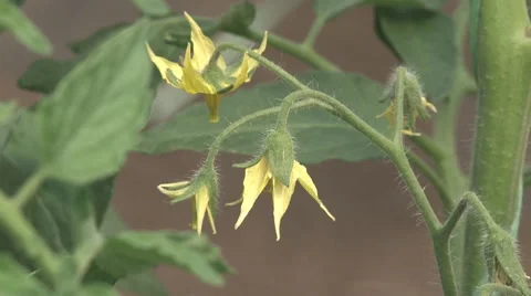 FLOWER TOMATO Stock Footage 49825053