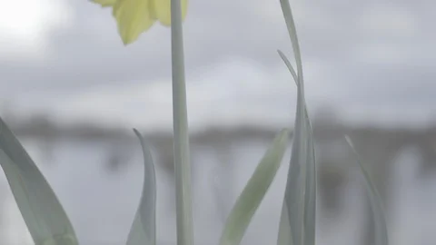 A flower touched by sun in a cloudy day Stock Footage 125995262