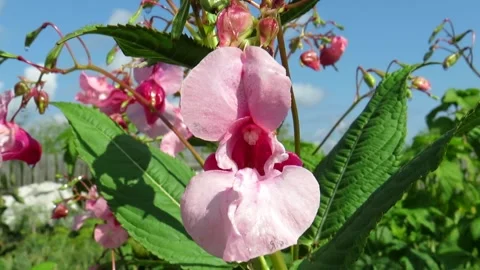 Flower of the touchy balsam close-up Stock Footage 161036047