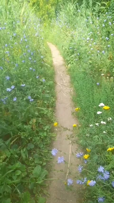 Flower trail Stock Footage 312936947