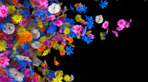 Flower transition Stock Footage
