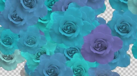 Flower Transition Stock Footage 60361730