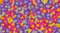 Flower transition plant petal bloom summer garden loop 4k 4k or 4k+ Resolution