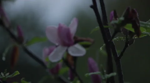 Flower tree after rain 1 Video stock 51680137
