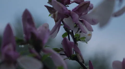 Flower tree after rain 2 Video stock 51680216