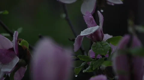 Flower tree after rain 3 Video stock 51680355