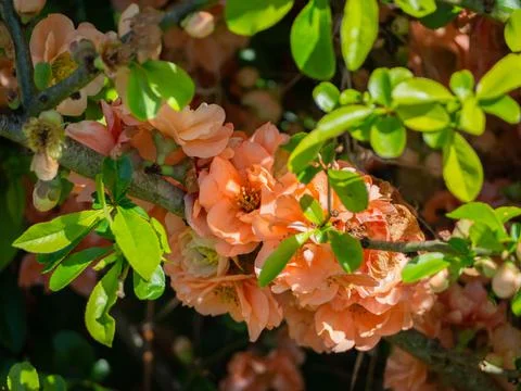 Flower tree blooming in spring Stock Photos