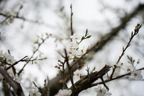 Flower on tree branch Stock Photos