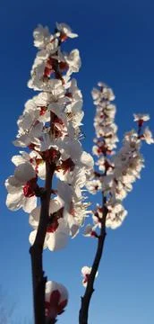 Flower tree branch Stock Photos