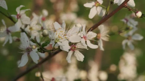 Flower on a tree branch in spring Stock-Footage 152847405