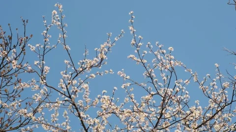 Flower on a tree branch in spring Stock Footage 152847470