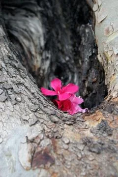 Flower in Tree Crevice Stock Photos