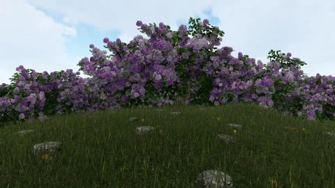 Flower Tree in the Field Stock Footage 337184508