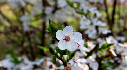 Flower on the tree Stock Footage 62931933